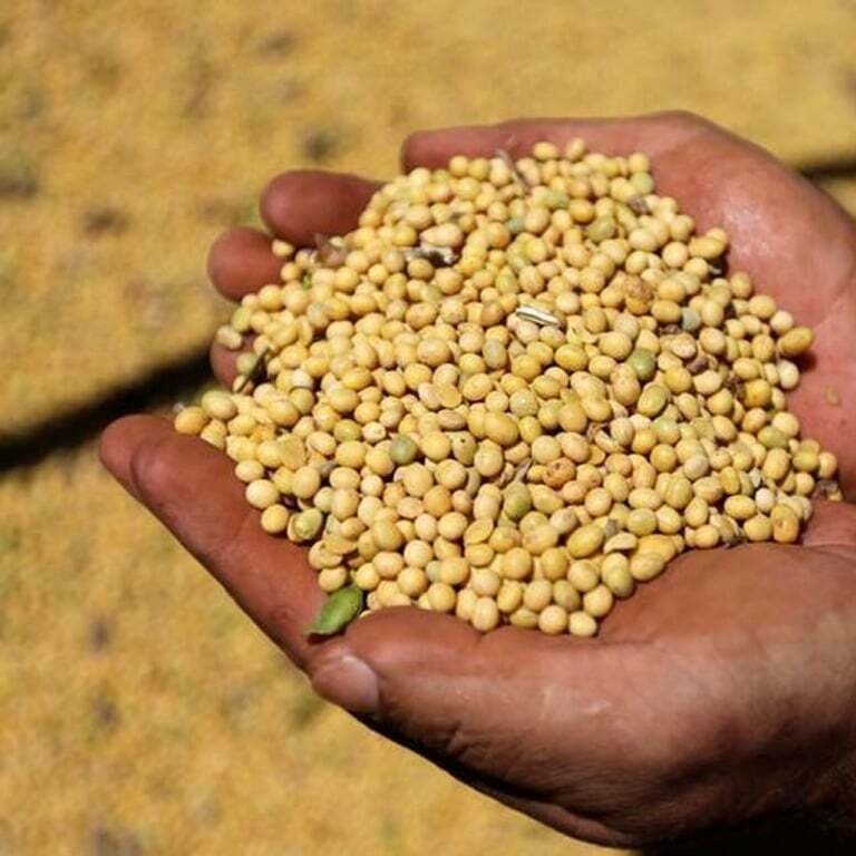 GMO Soybean Meal