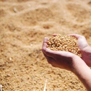 NON-GMO Soybean Meal